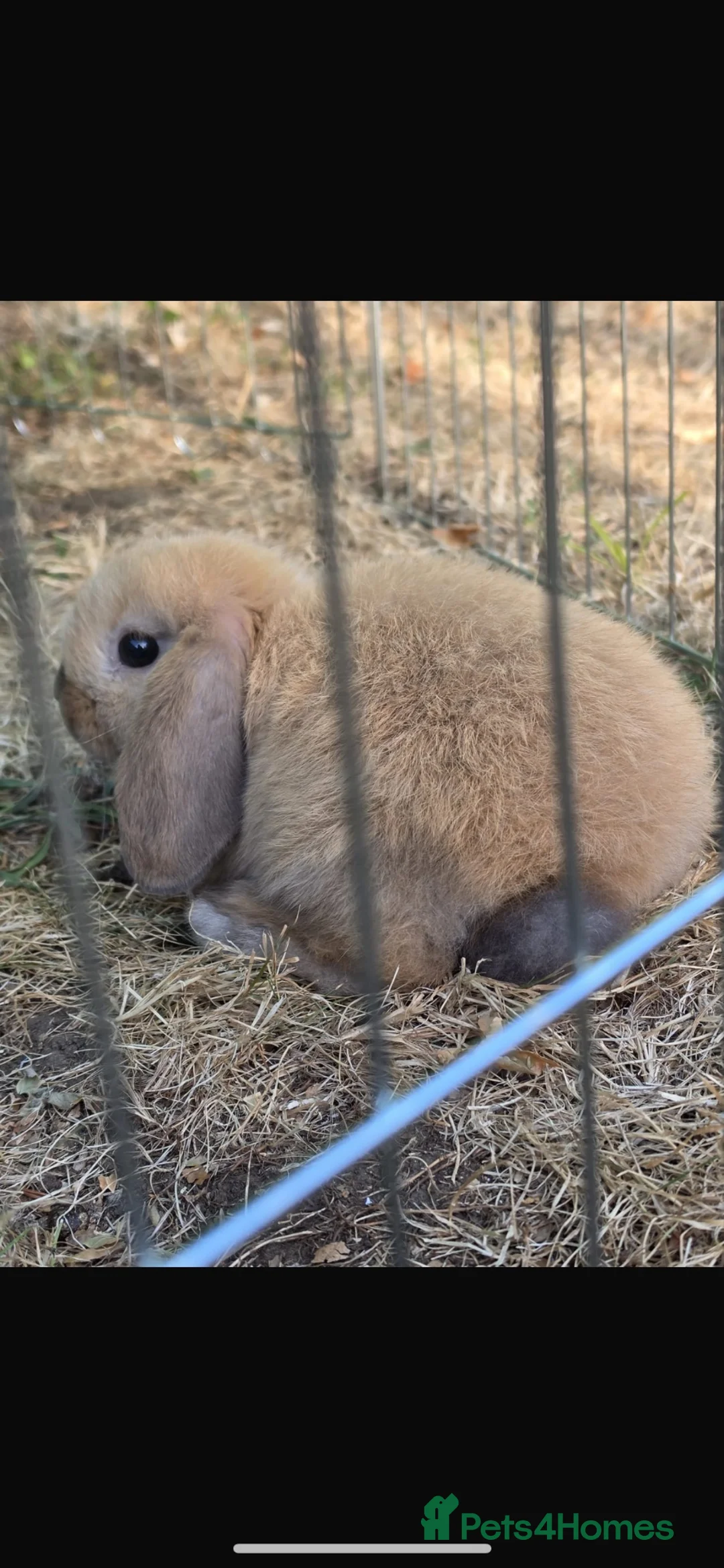 Mini Lop rabbits for sale: LAST 4 remaining !! - Advert 2