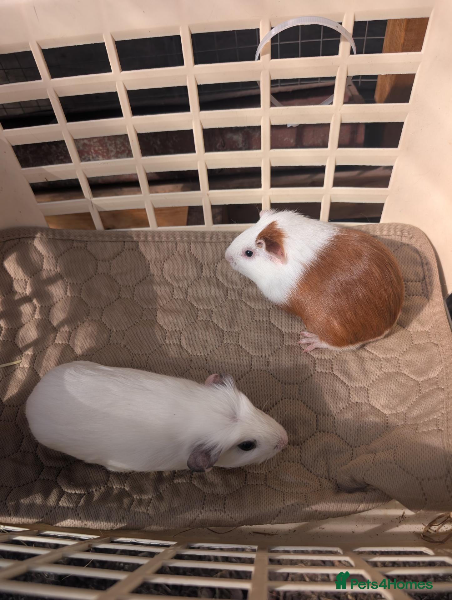 Guinea Pig rodents Pair of girl guinea pigs  - Advert 13