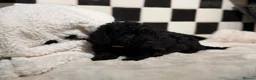 Jackapoo dogs for sale: *** Stunning Jackapoos Ready Now - Advert 26