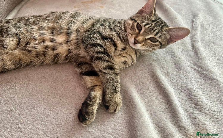 Bengal cats for sale - Advert 3