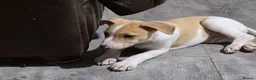 Lurcher dogs for sale: Lurcher puppies - Advert 5