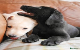 Labrador Retriever dogs for sale: Stunning Health Tested Labrador Puppies - Image 8