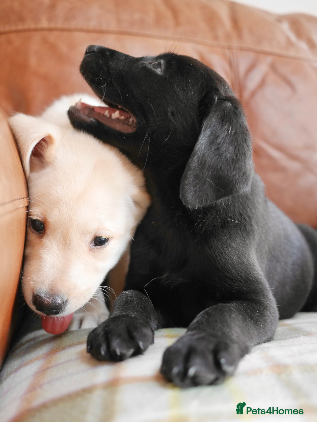 Labrador Retriever dogs for sale: Stunning Health Tested Labrador Puppies - Image 8