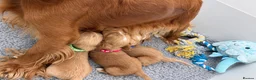 Cocker Spaniel dogs for sale:  🌟Exceptional Show Cocker Spaniel Puppies🌟 - Advert 7
