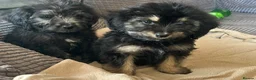 Mixed Breed dogs for sale: Beautiful cockerpoo cross puppies  - Advert 9