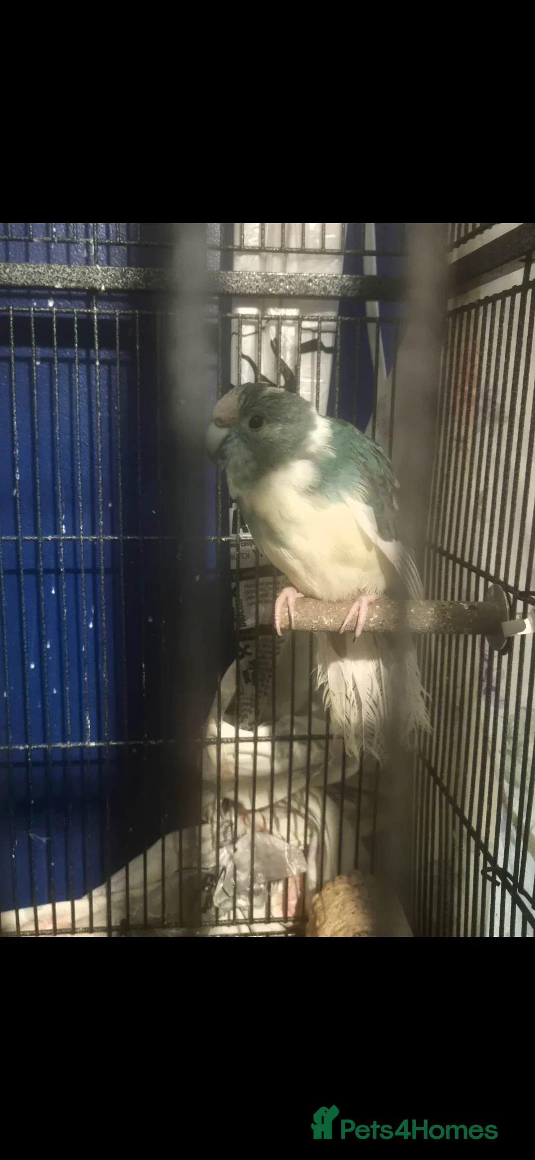 Parrots birds for sale: 2x Kakariki parrots and cage - Advert 2