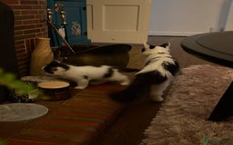 Mixed Breed cats for sale: White and black kittens - Image 13