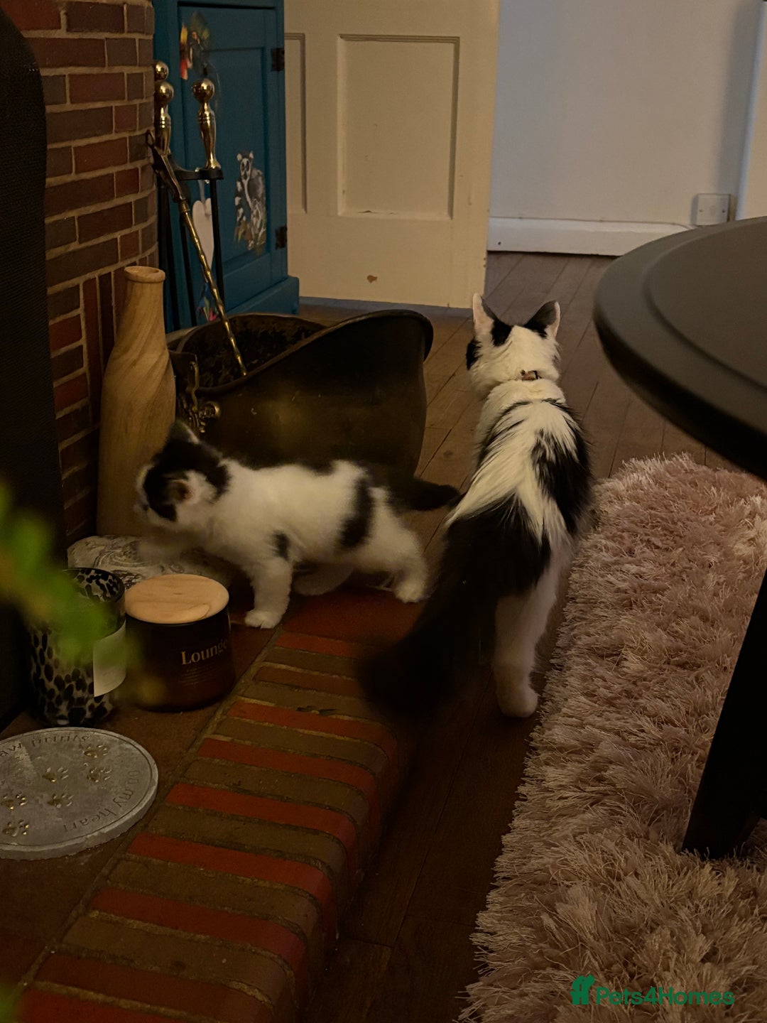 Mixed Breed cats for sale: White and black kittens - Image 13