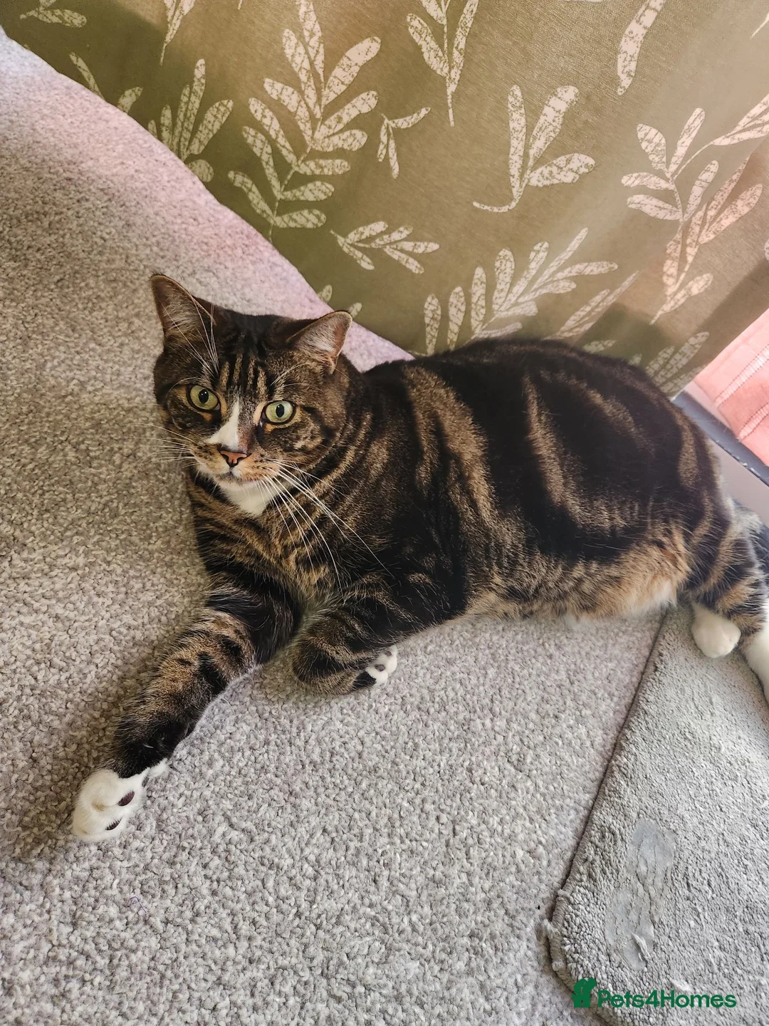 Mixed Breed cats for stud: Rocky - Advert 1