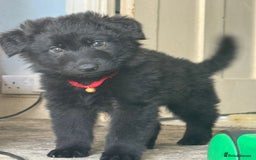 German Shepherd dogs for sale: 6 beautiful long haired German Shepards for sale! - Image 8