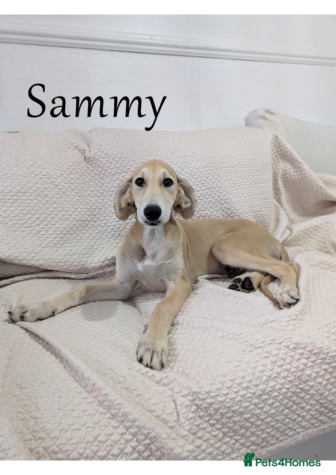 Saluki dogs for sale: Stunning Saluki Boy - Advert 1