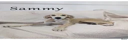 Saluki dogs for sale: Stunning Saluki Boy - Advert 1
