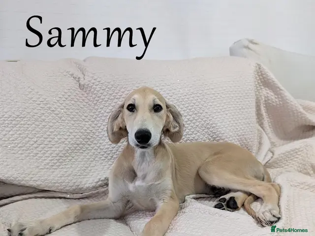 Saluki dogs for sale: Stunning Saluki Boy - Advert 1