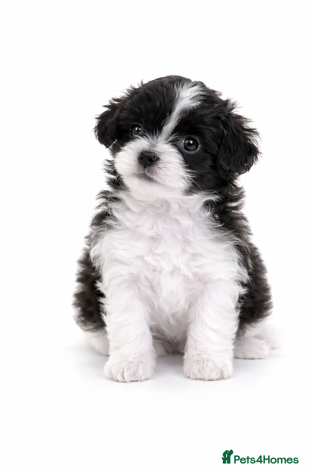 Maltipoo dogs for sale: Rare True Asian Teddy-Bear Maltipoo Puppies  - Advert 3