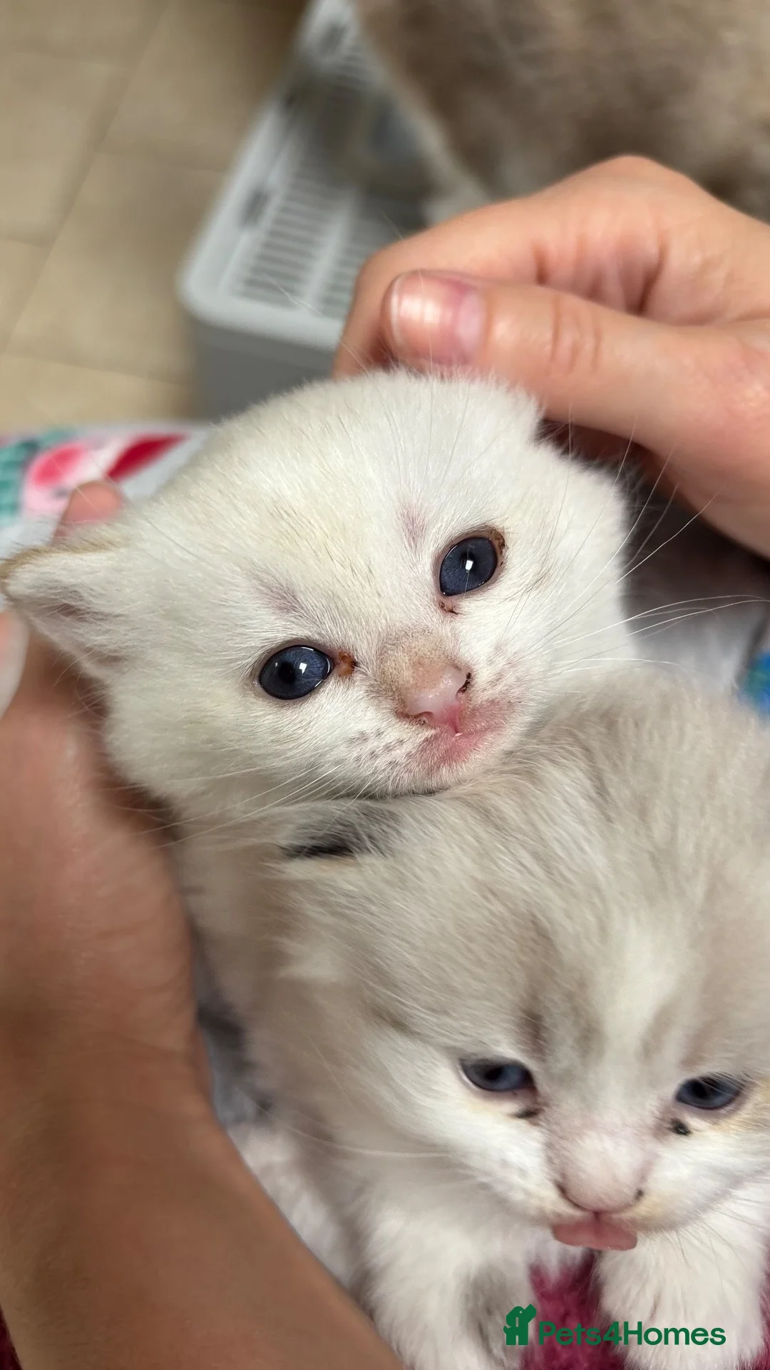 British Shorthair cats for sale: 🐾 **GORGEOUS BSH × LYNX POINT GIRLS* 🐾 - Advert 5