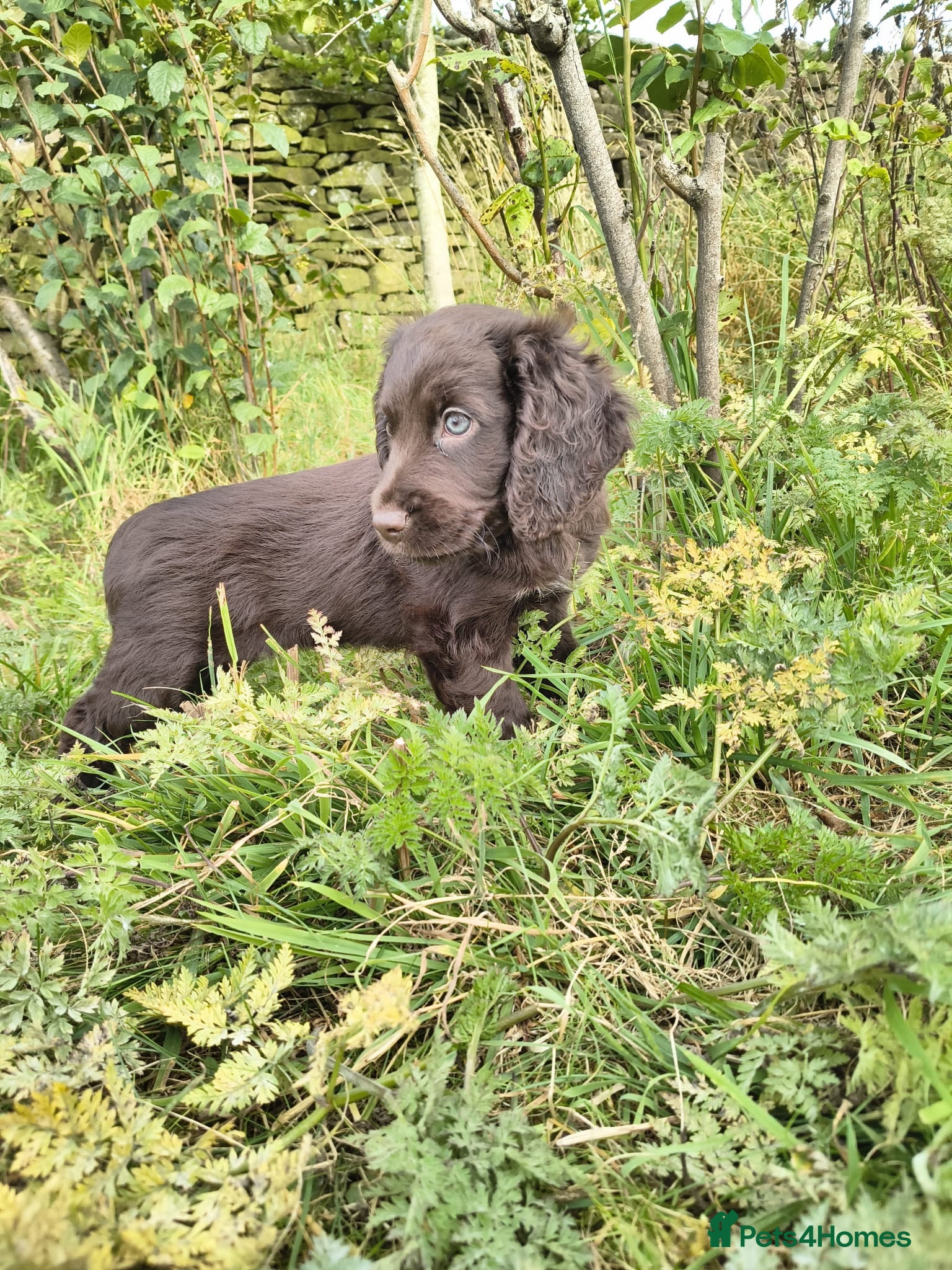 Cocker Spaniel dogs Last girl remaining - Advert 9