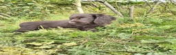 Cocker Spaniel dogs for sale: 2 cocker girls - Advert 11