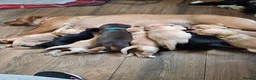 Labrador Retriever dogs for sale: 6 beautiful bundles of joy - Advert 10