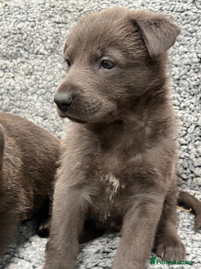 German Shepherd dogs Pure bred German Shepherd puppies - Advert 8