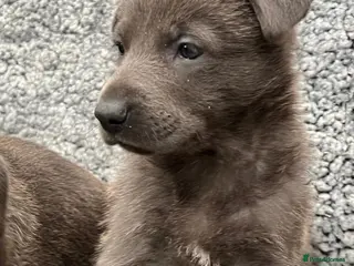 German Shepherd dogs Pure bred German Shepherd puppies - Advert 8