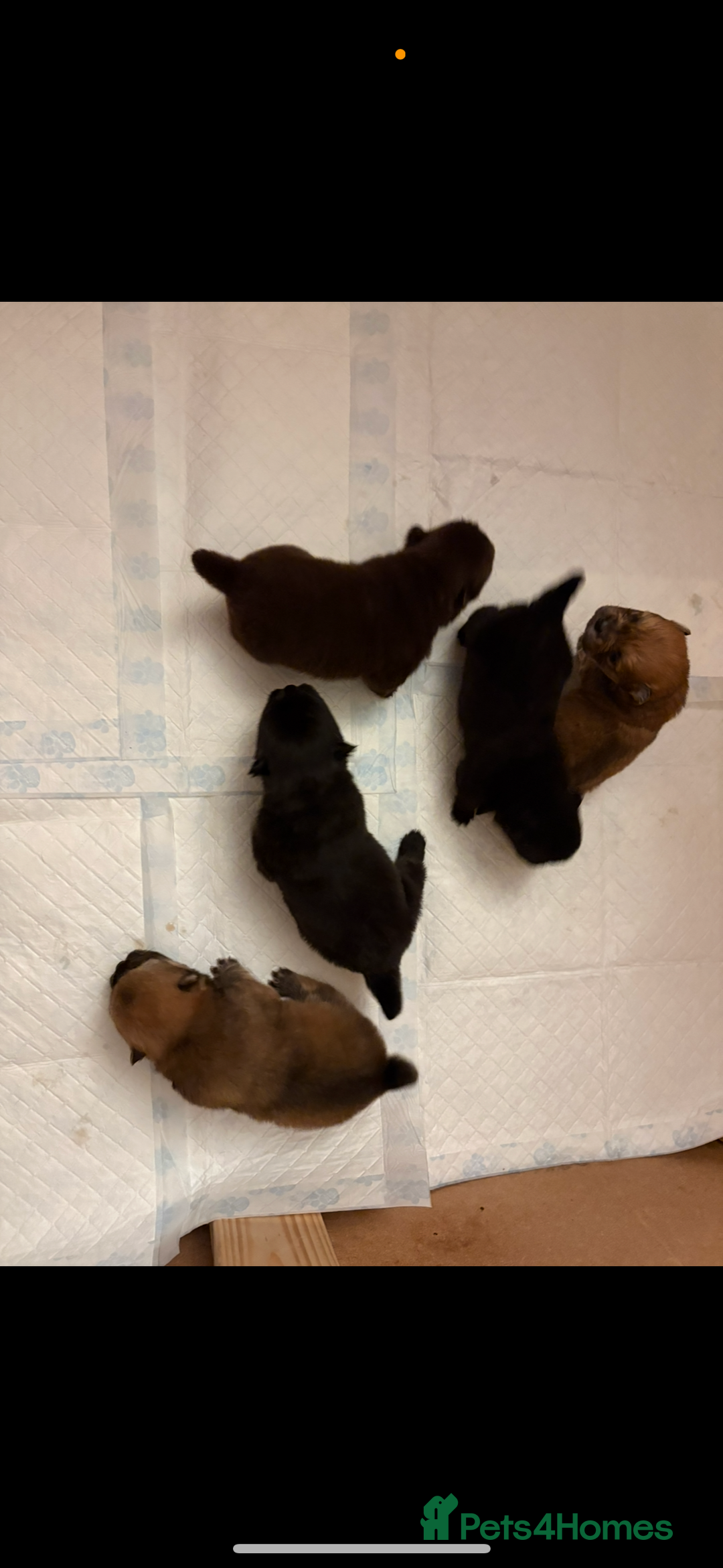 Chow Chow dogs for sale:  🐾 Exclusive Chow Chow Puppies  - Advert 4