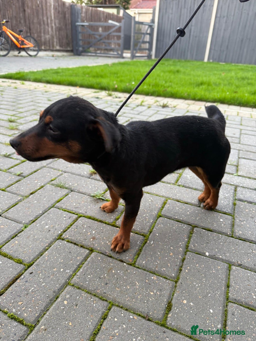 Jack Russell dogs for sale: Jack Russell terrier 15 months old - Advert 5