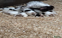 English Springer Spaniel dogs for sale: Working English Springer Spaniels  - Image 2