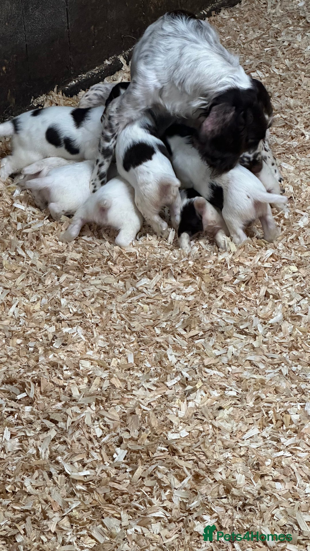 English Springer Spaniel dogs for sale: Working English Springer Spaniels  - Image 2
