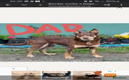 Mixed Breed dogs for sale: Mixed puppy  in Cardiff - Image 9