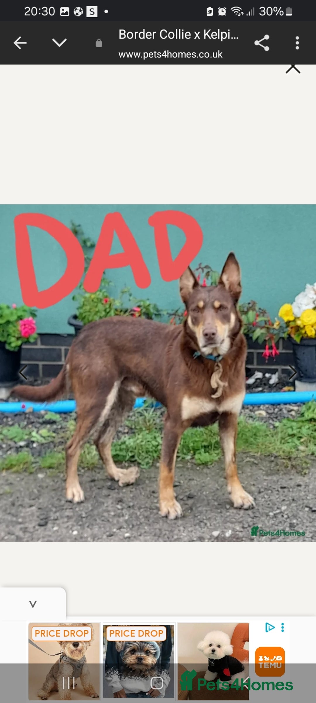 Mixed Breed dogs for sale: Mixed puppy  in Cardiff - Image 9