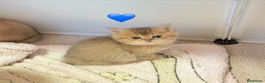 British Shorthair 1