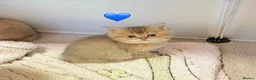 British Shorthair cats for sale: Stunning Golden British Shorthair Kittena🩷💜💙 - Advert 8