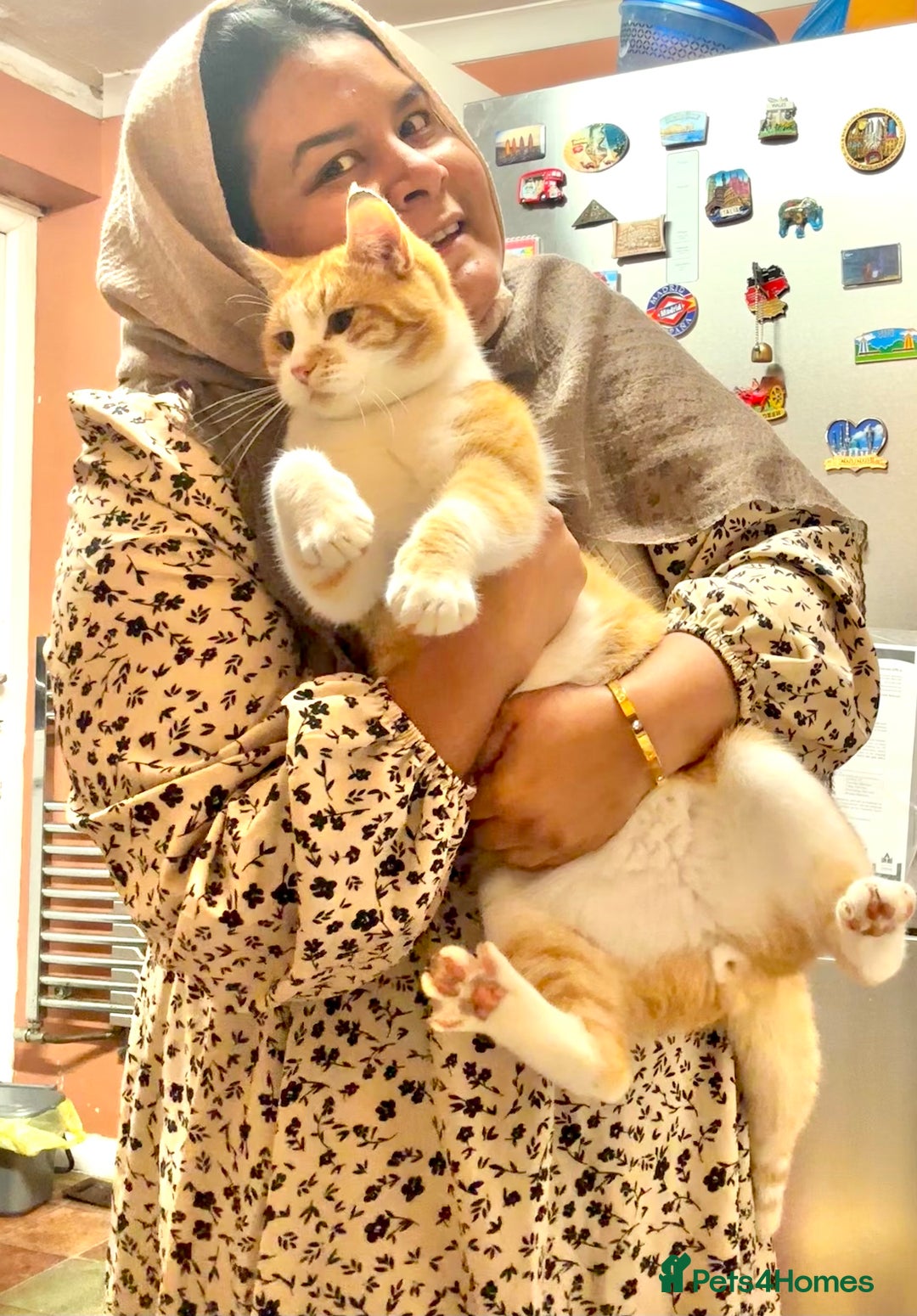 Mixed Breed cats for sale: For adoption  - Advert 3