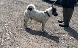 Jack Russell dogs for stud: Jack Russell available for stud  - Image 5