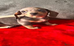 Miniature Dachshund dogs for sale: Beautiful miniature dachshund  - Image 12