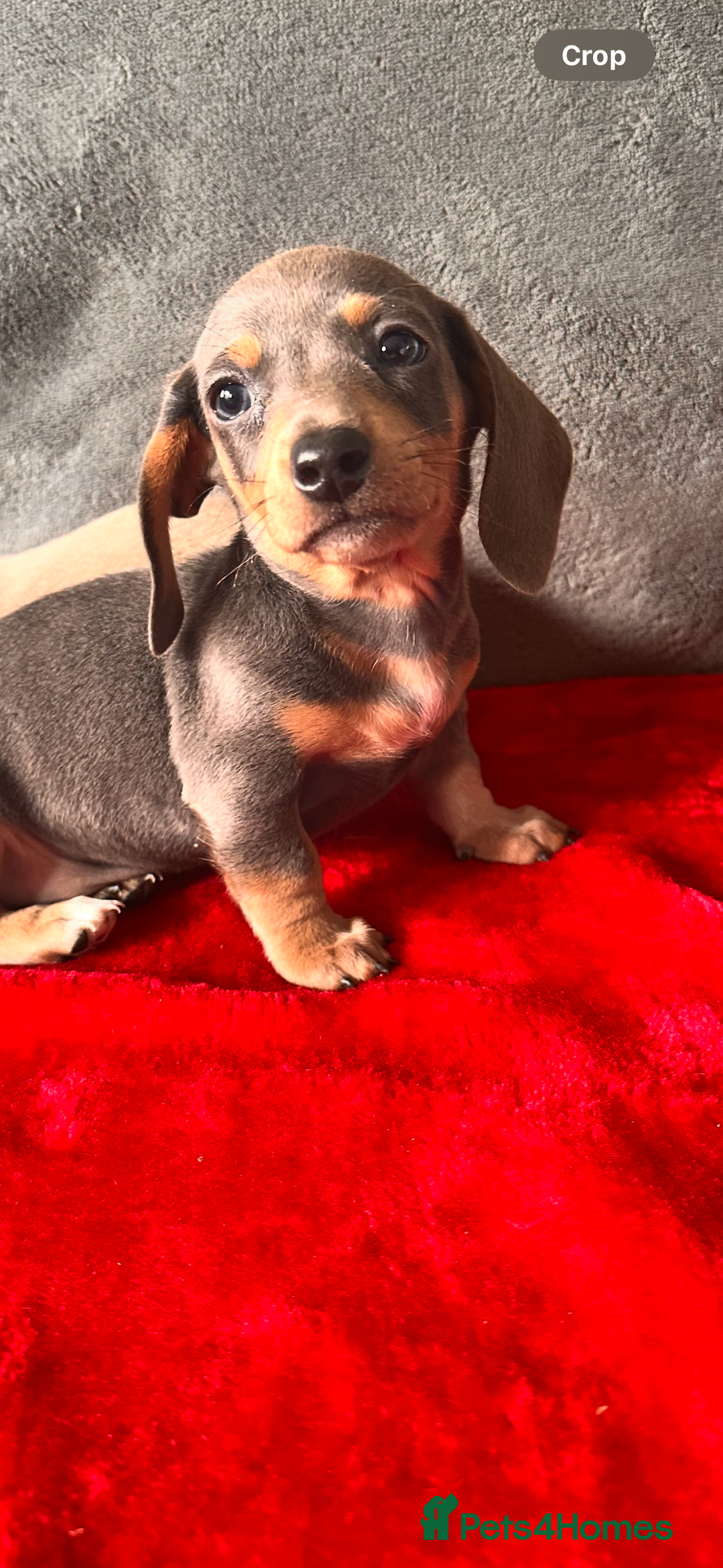 Miniature Dachshund dogs for sale: Beautiful miniature dachshund  - Image 12