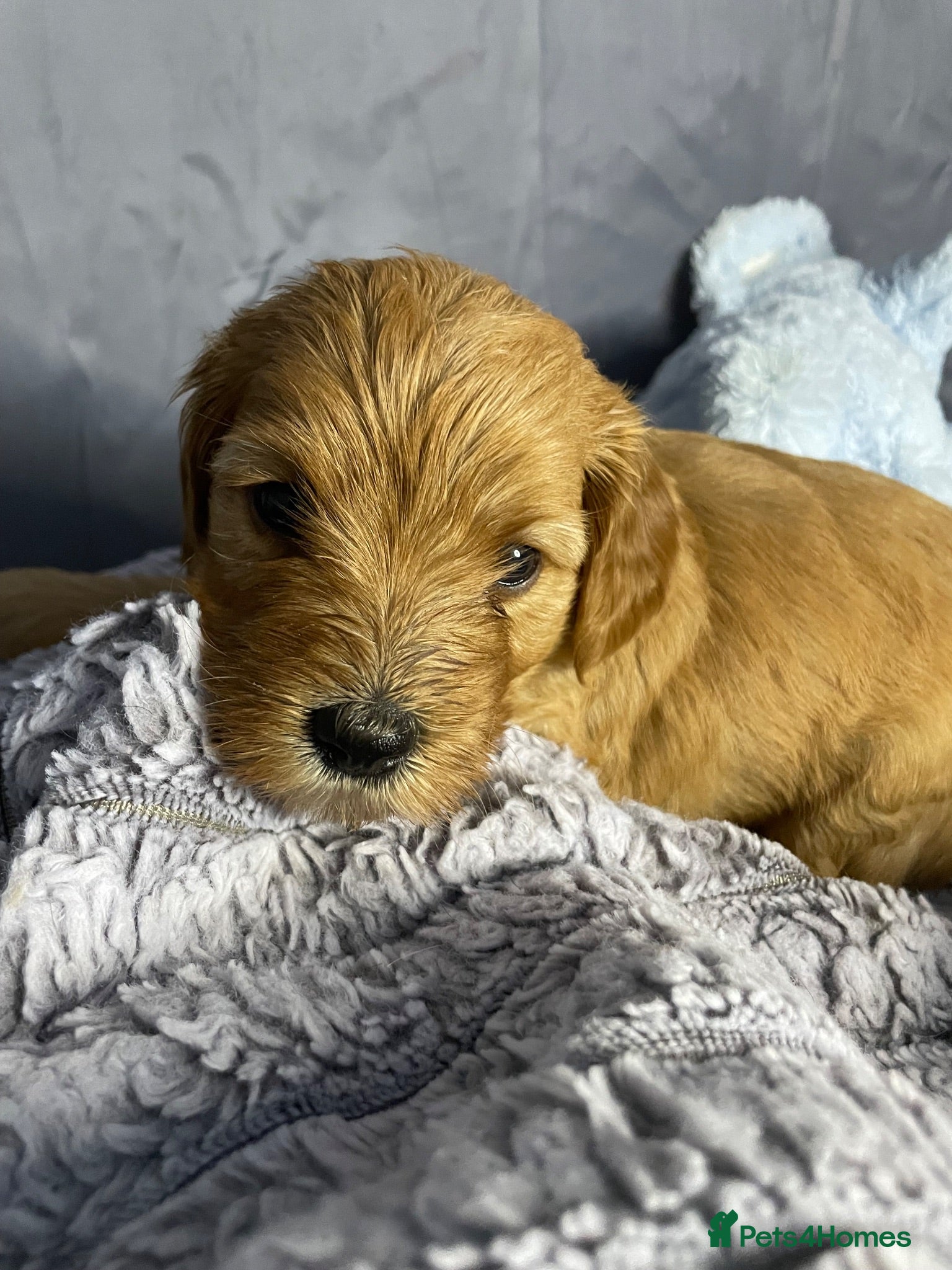 Cockapoo dogs 10 gorgeous cockerpoo puppies - Advert 2