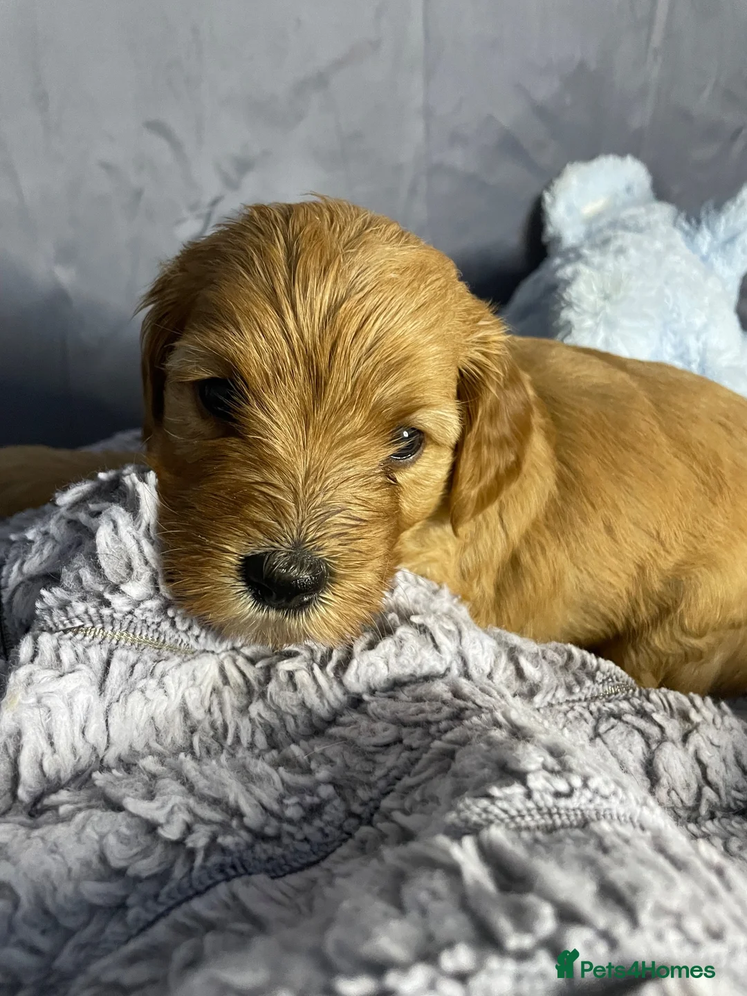 Cockapoo dogs for sale: 10 gorgeous cockerpoo puppies - Advert 2