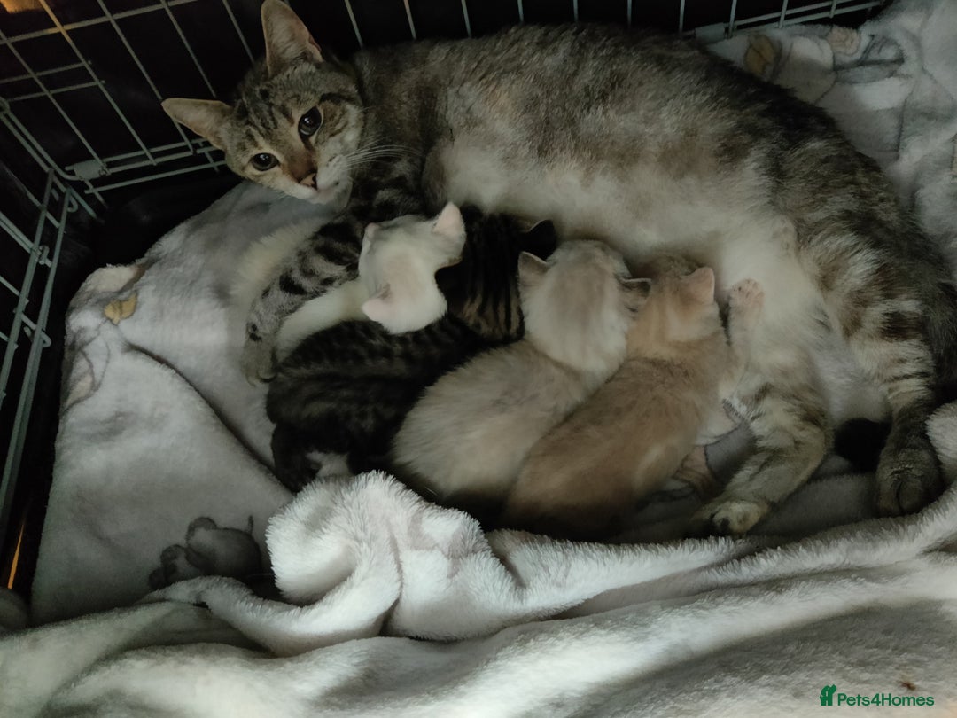Russian Blue cats for sale: Gorgeous Russian Blue kittens 4 weeks  - Advert 5