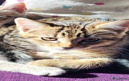 Mixed Breed cats for sale: Mixed breed, both female, ready to go now! - Image 13