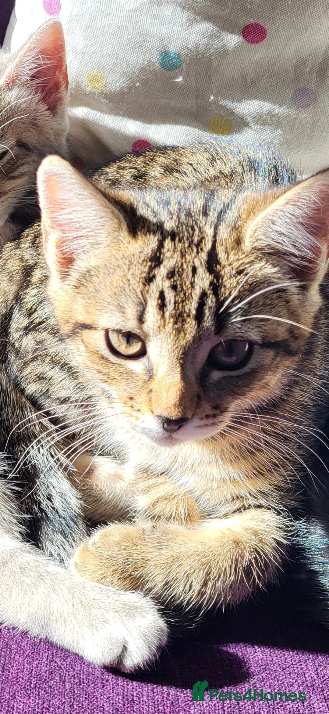 Mixed Breed cats for sale: Mixed breed, both female, ready to go now! - Image 13