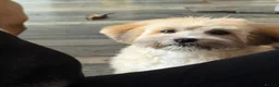 Shihpoo dogs for sale: Beautiful 8 month old Shihpoo Buttercup in Tipton - Advert 2