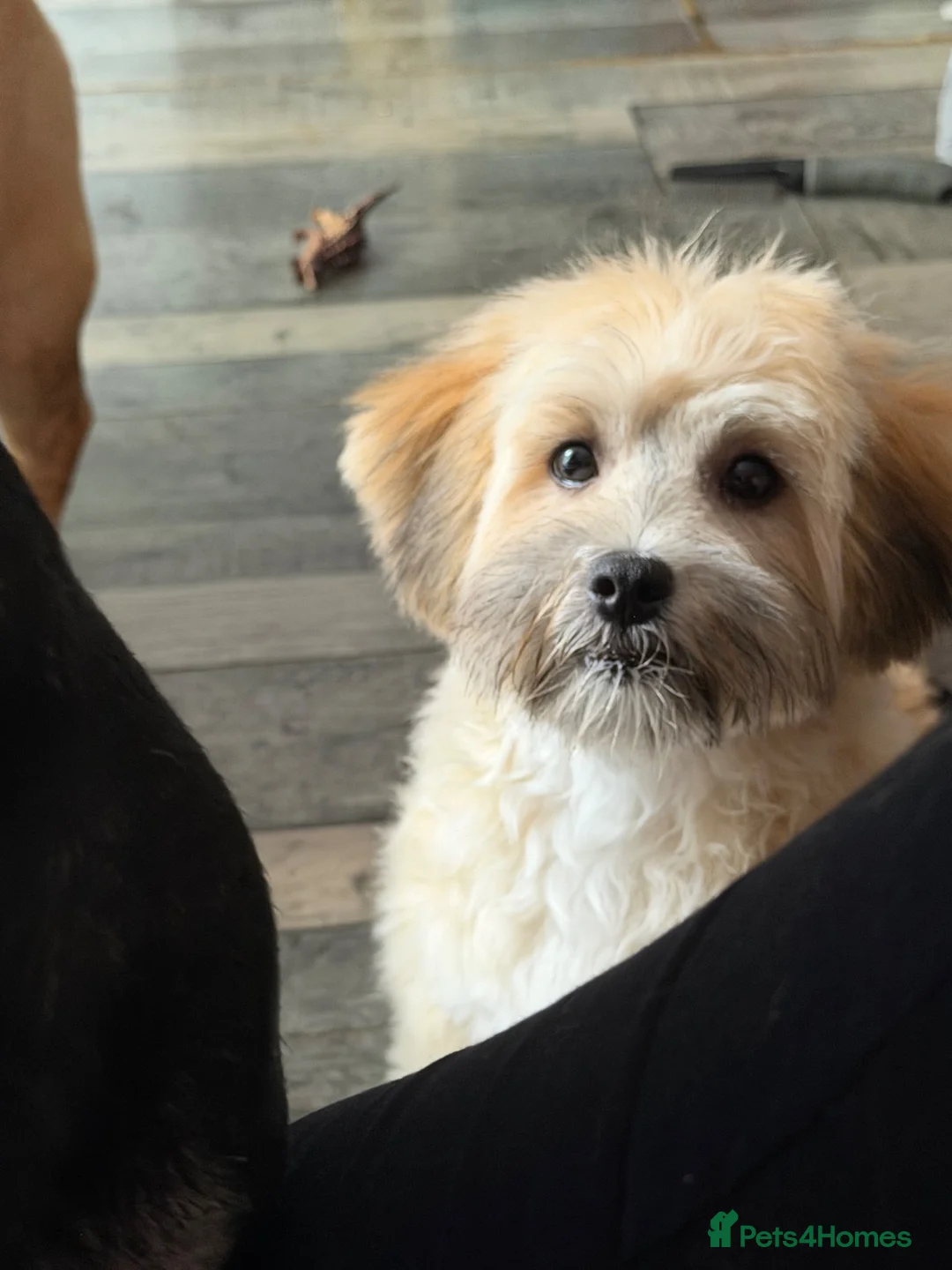 Shihpoo dogs for sale: Beautiful 8 month old Shihpoo Buttercup in Tipton - Advert 2