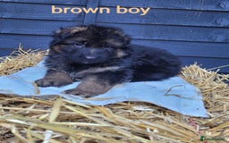 German Shepherd dogs for sale: German shepherd puppies  - Image 20
