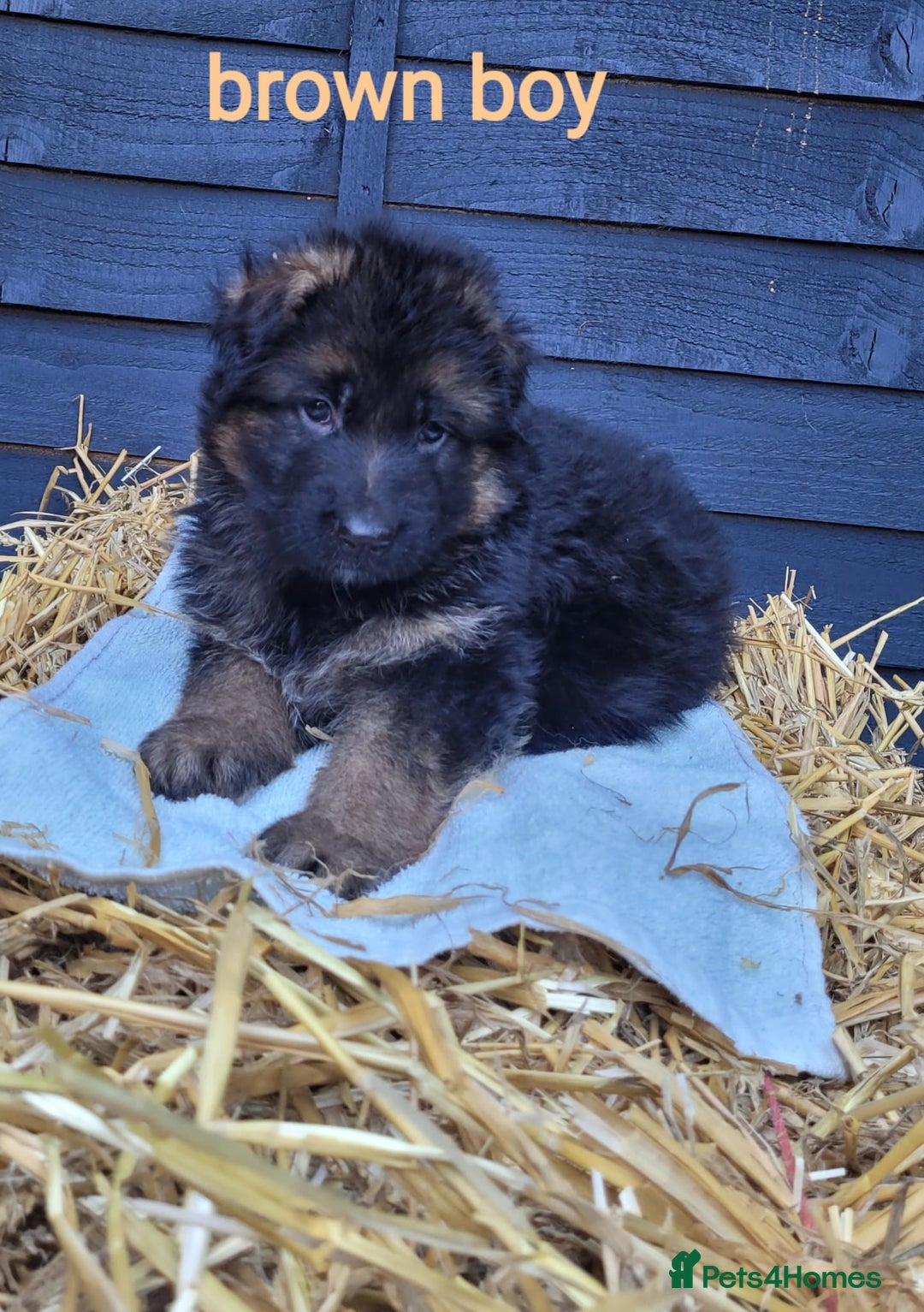 German Shepherd dogs for sale: German shepherd puppies  - Image 20