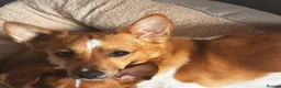 Jack Russell dogs for sale: Male, Jack Russell aged 13months - Advert 2