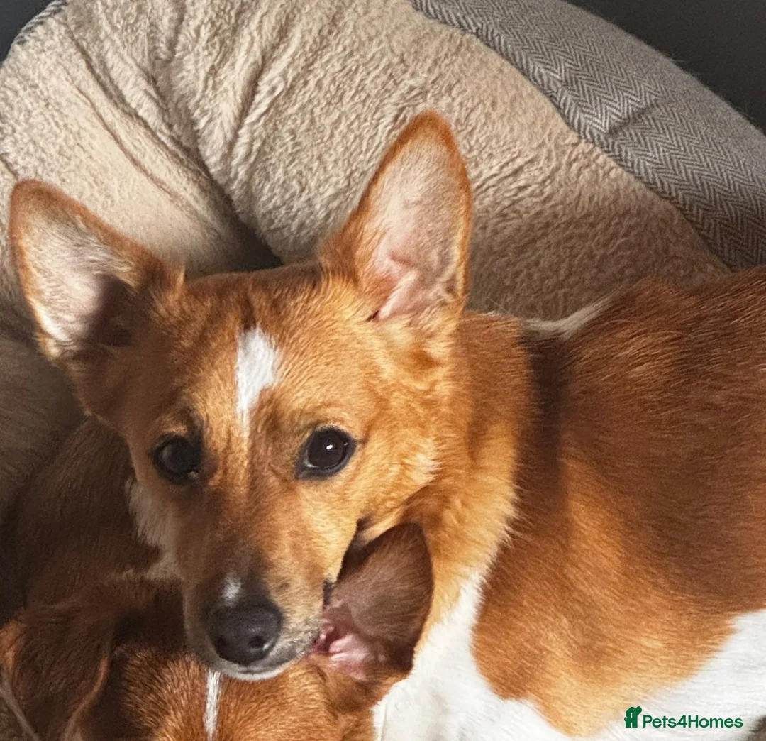 Jack Russell dogs for sale: Male, Jack Russell aged 13months - Advert 2