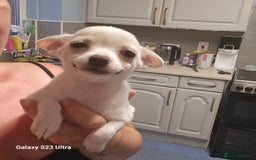 Pomchi dogs for sale: 1 boy and 1 girl left reduced ready now - Image 1