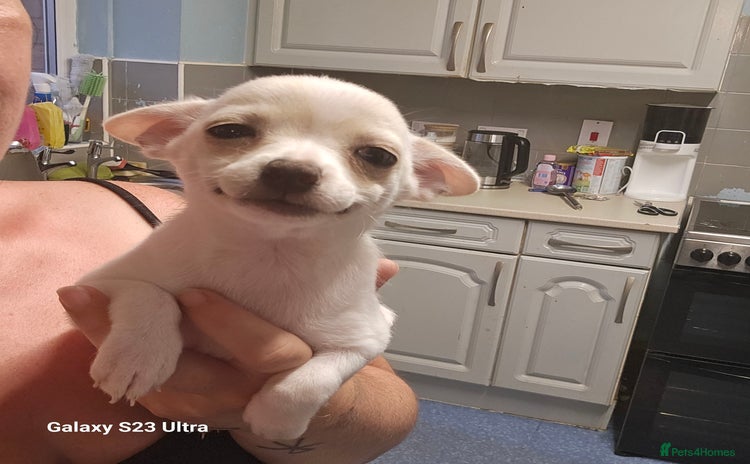 Pomchi dogs - Advert 9