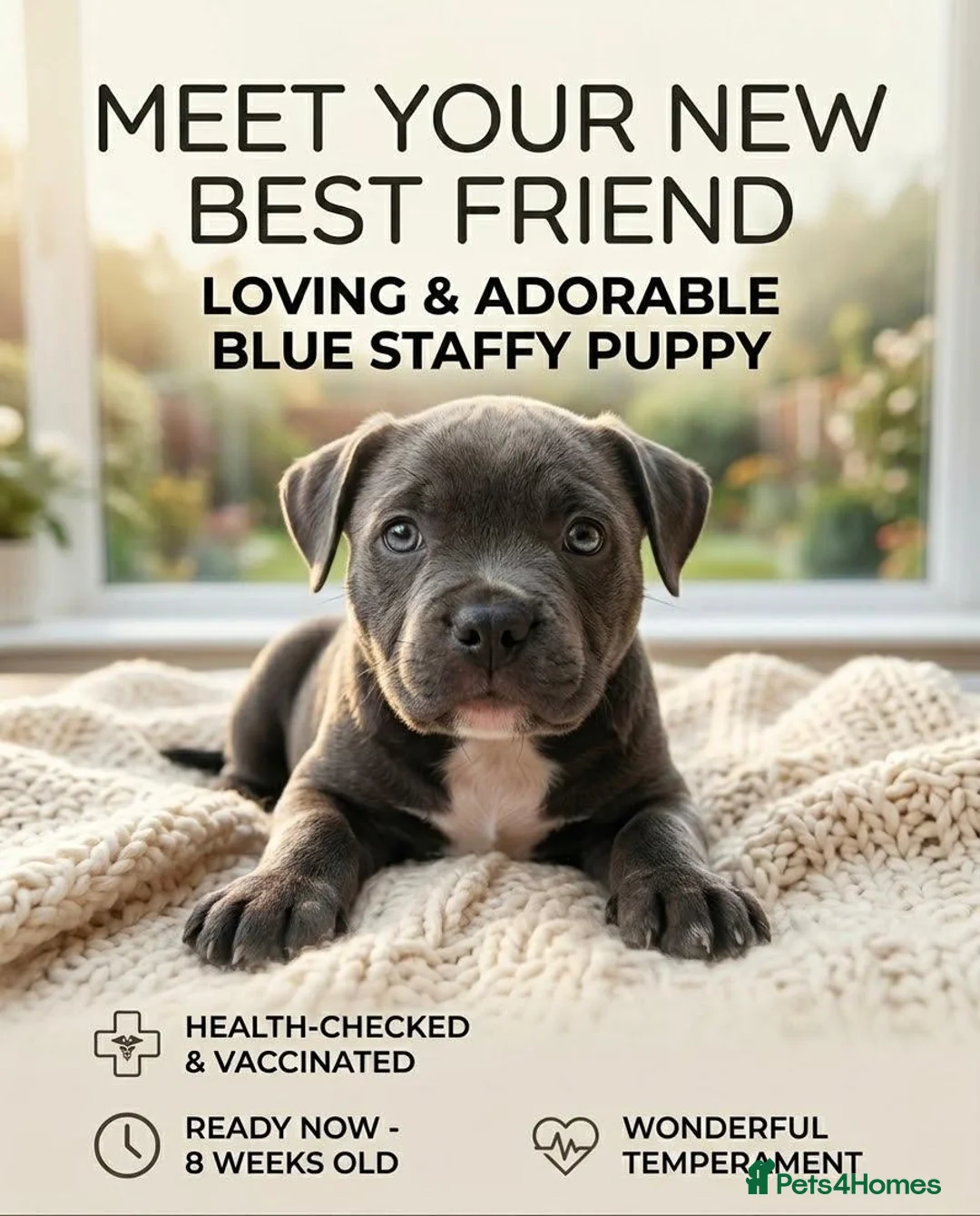 Staffordshire Bull Terrier dogs for sale: Blue Staffordshire Bull Terrier in Norwich - Advert 4